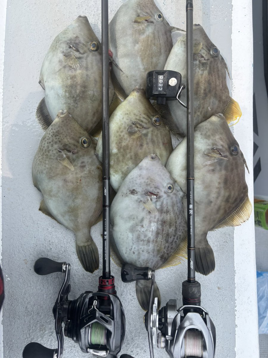 ライダー tweet media