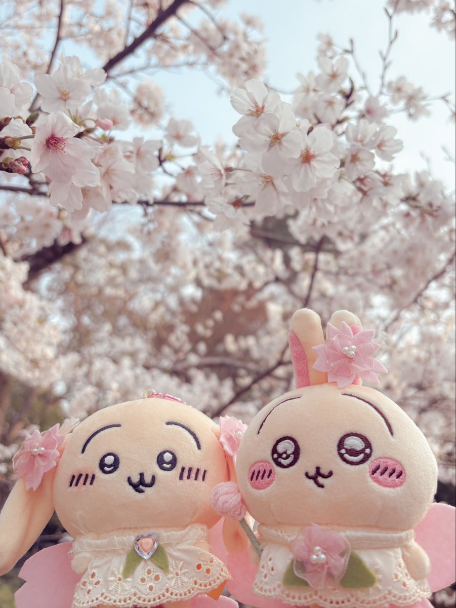 ツツウラウラ🐰🐻‍❄️ちい活 tweet media