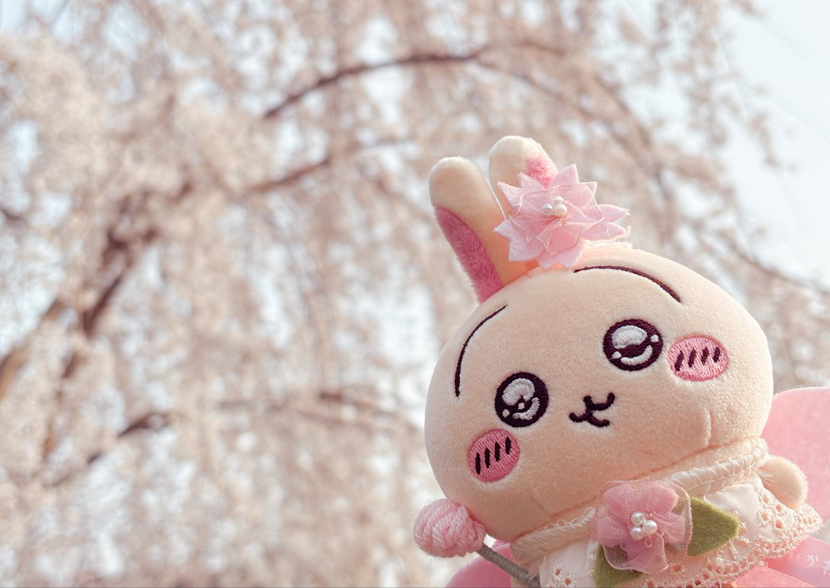 ツツウラウラ🐰🐻‍❄️ちい活 tweet media