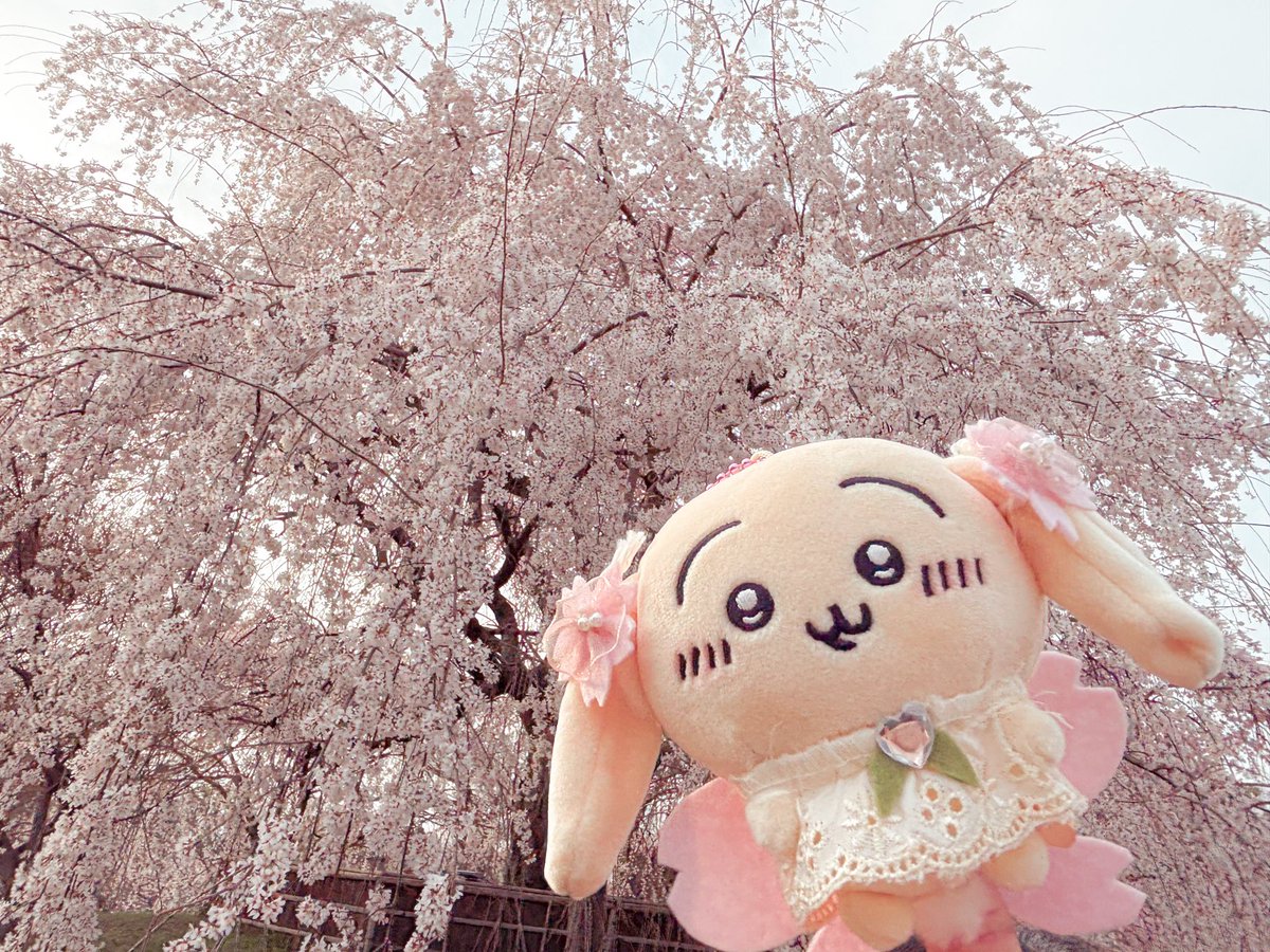 ツツウラウラ🐰🐻‍❄️ちい活 tweet media