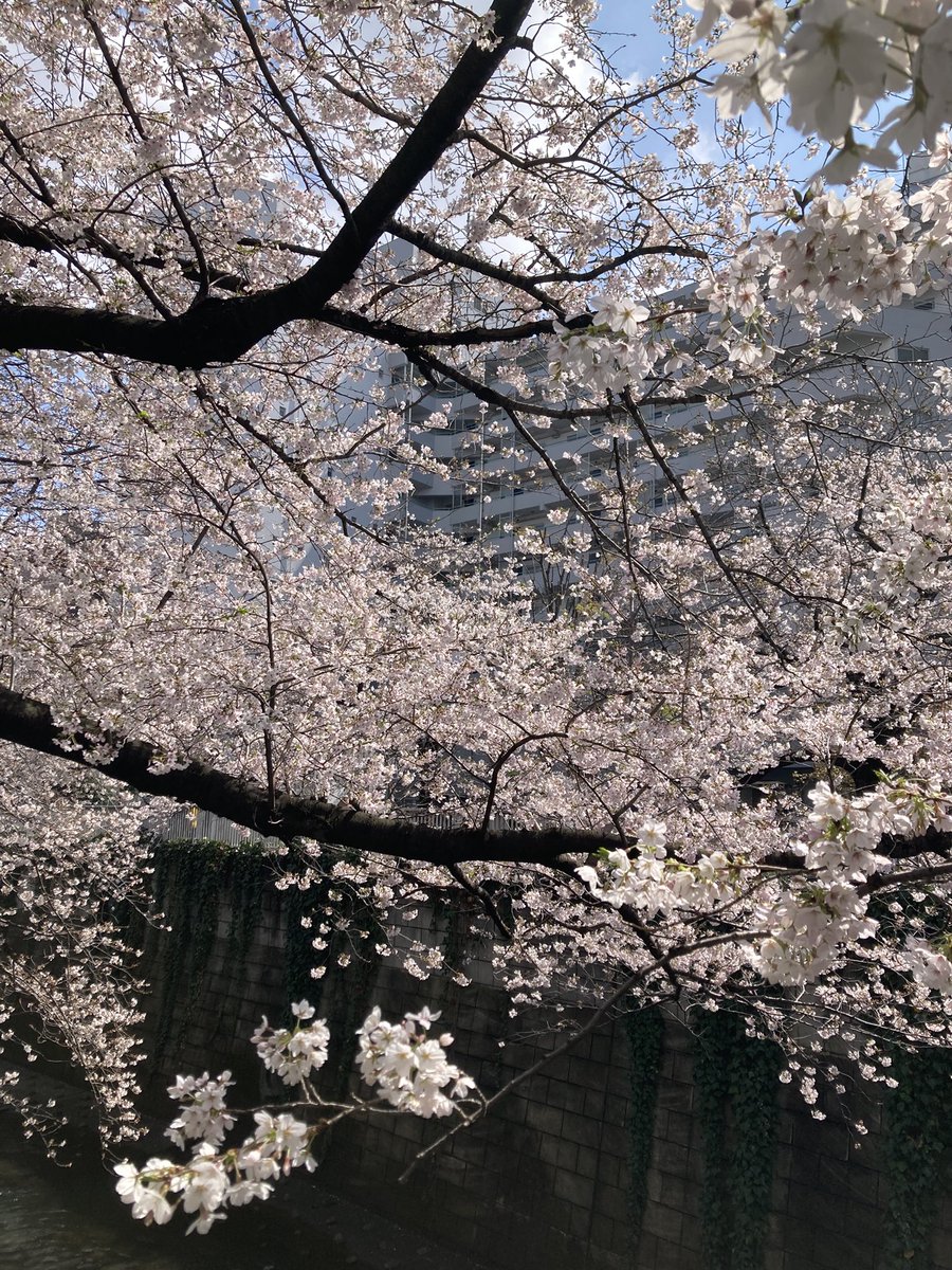 oralvers tweet media