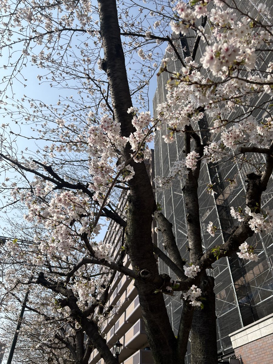 lemondayonnn's tweet photo. めっちゃ春 https://t.co/nZCZhUIej2