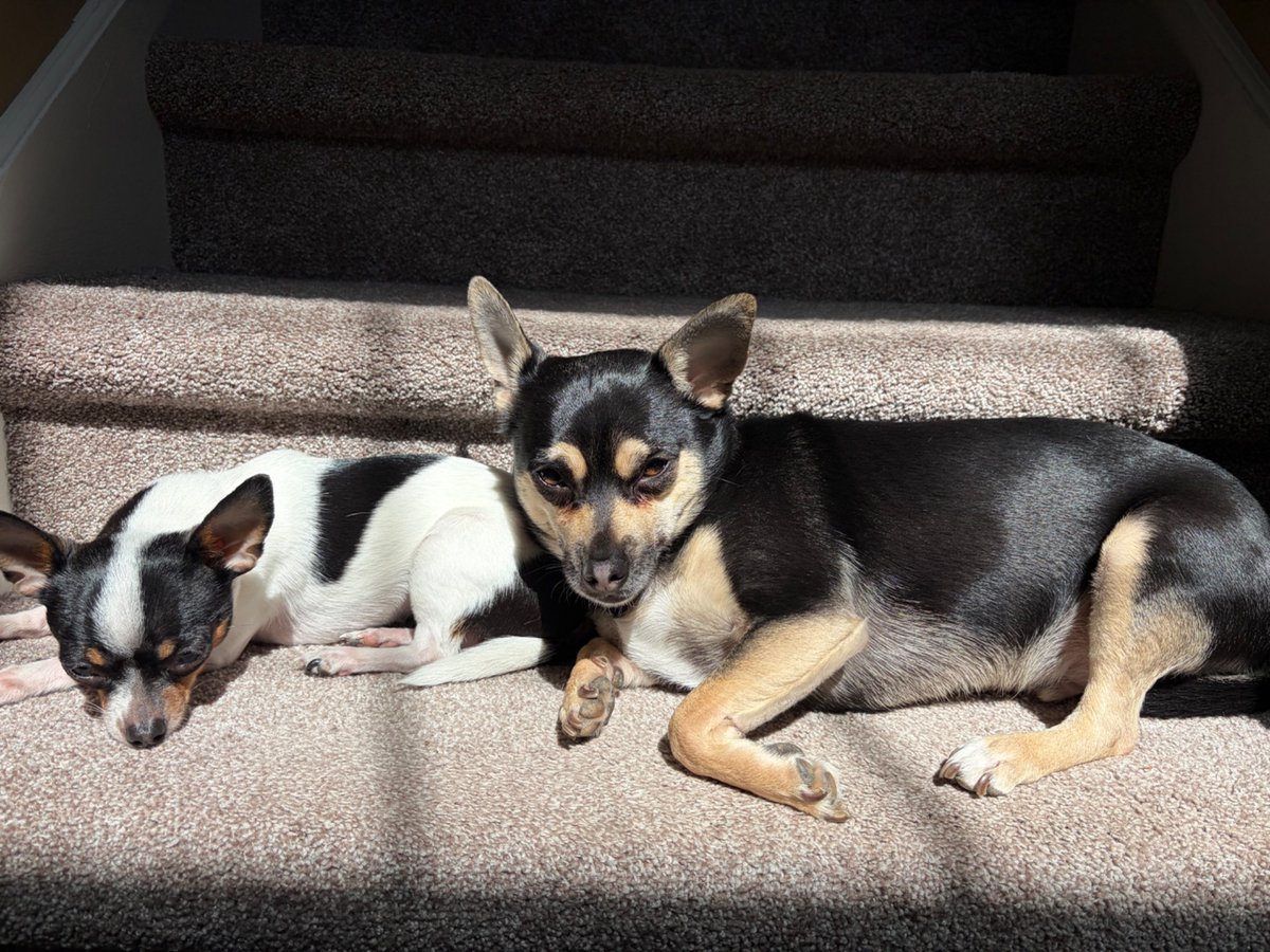 AmericasMostRacistHighSchooler1488 tweet media