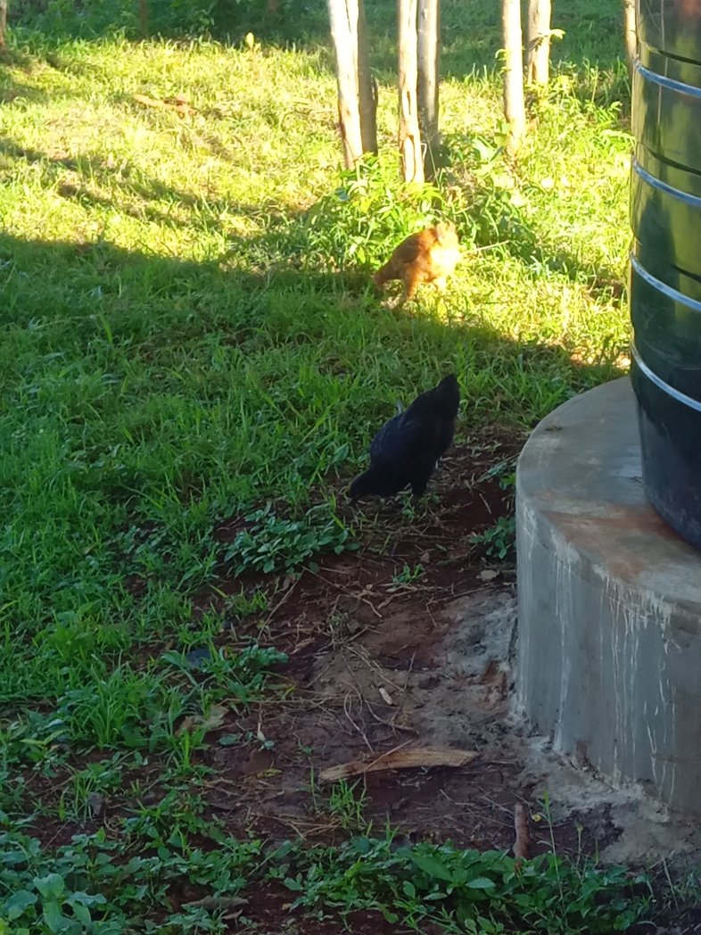 Mkulima🐓 tweet media