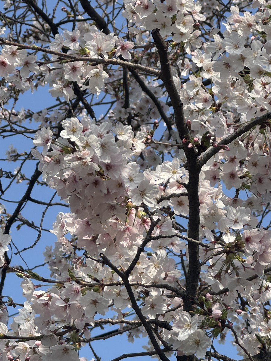 ASHI 650 tweet media