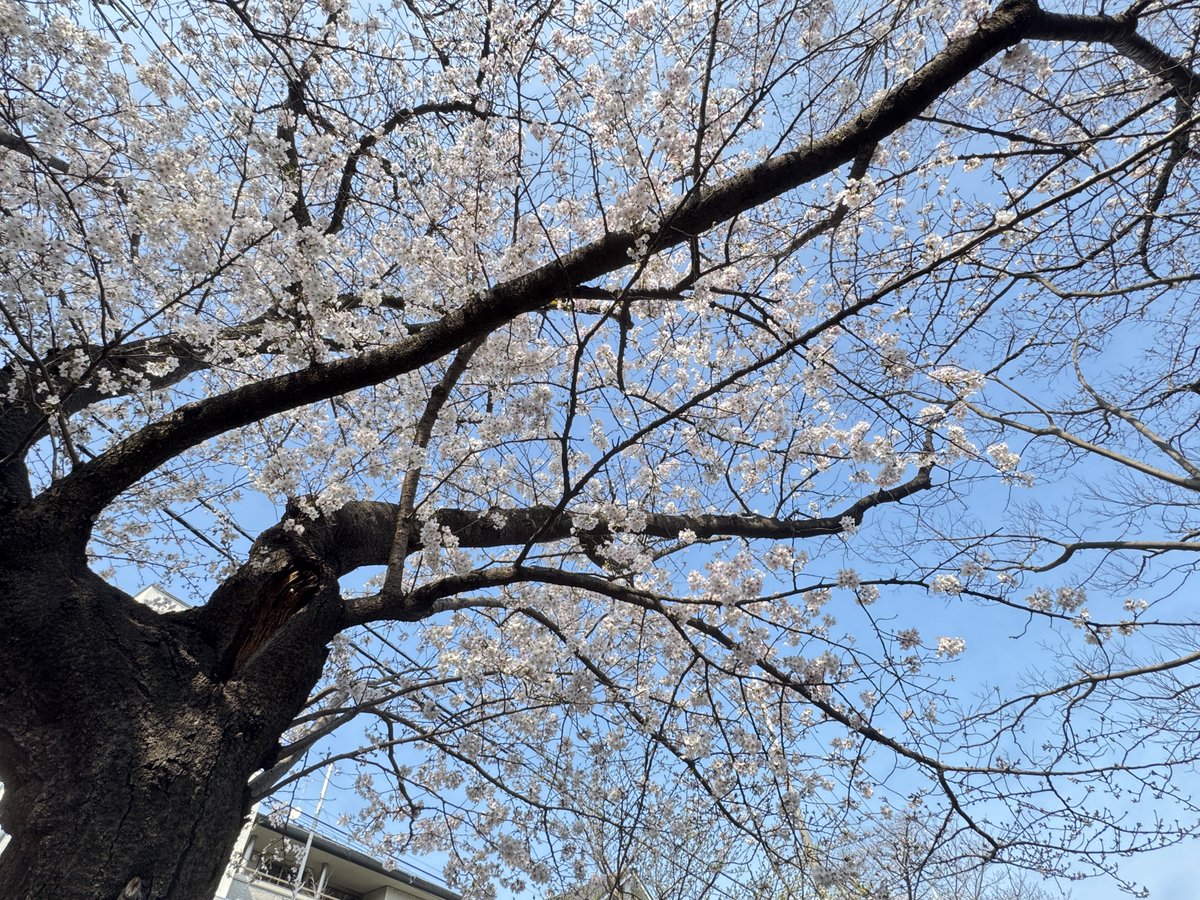 ASHI 650 tweet media