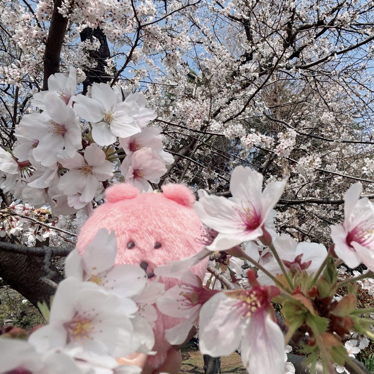 ぬい暮らし（PERUNA） tweet media