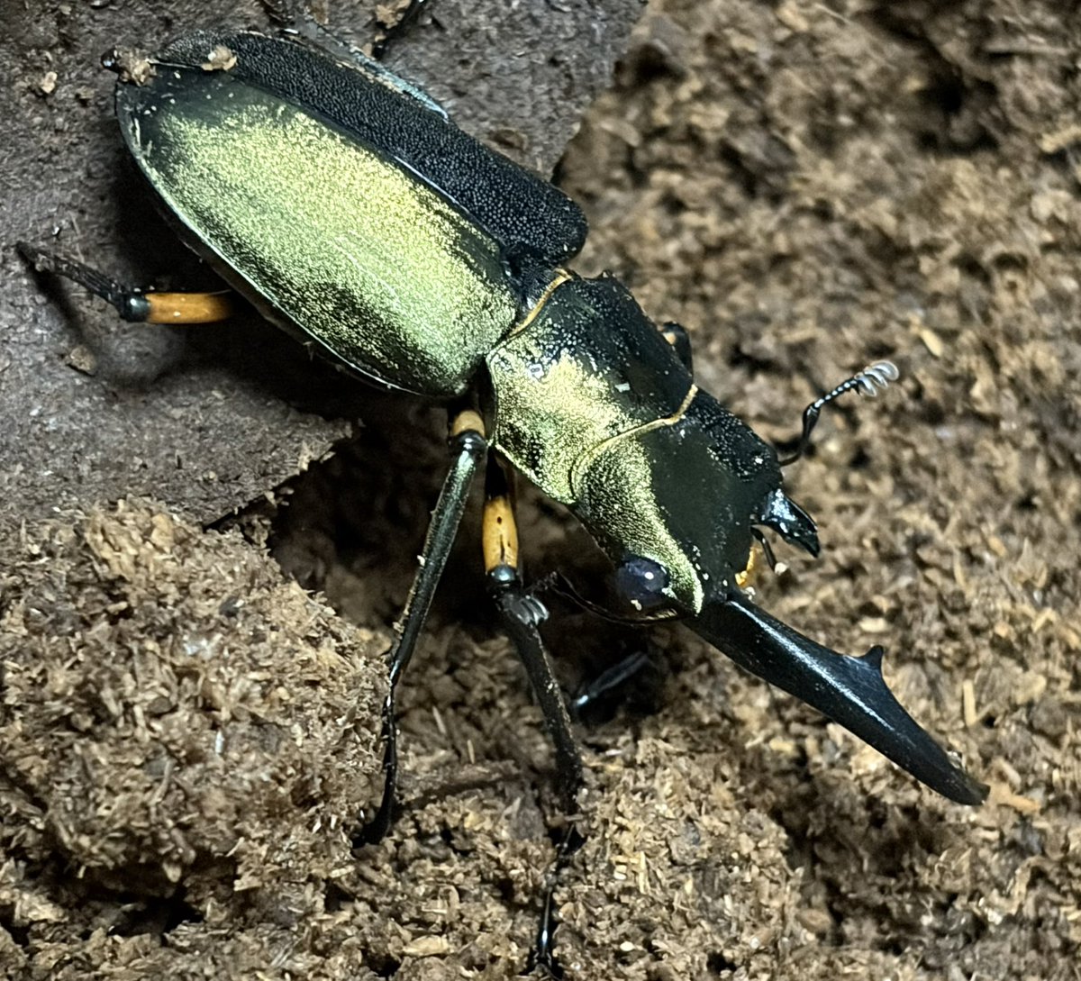 おりはる魂（元わこ） tweet media