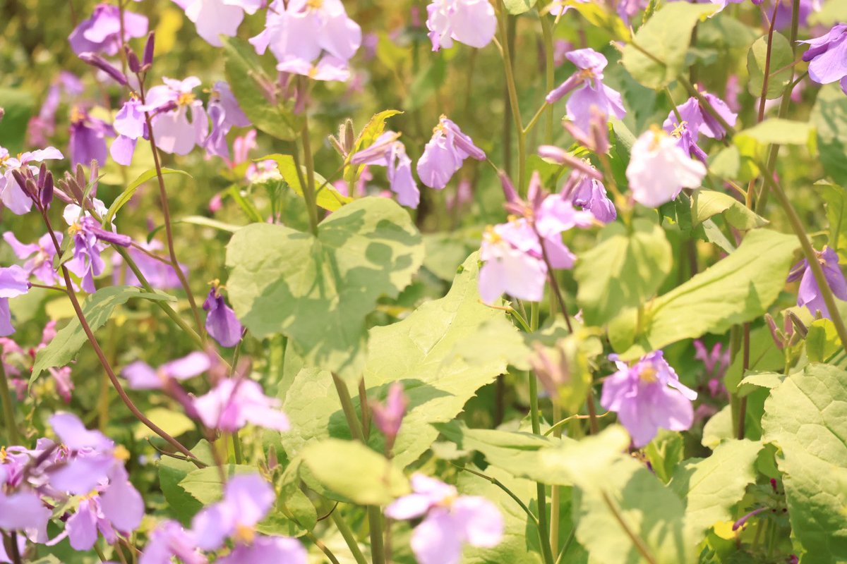 chiro130's tweet photo. 菜の花満開で最高でした！桜は8分咲くらい？
ほかのお花も綺麗でした〜 https://t.co/AunsqBX79H