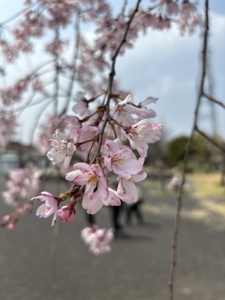 鴨川三条 tweet media