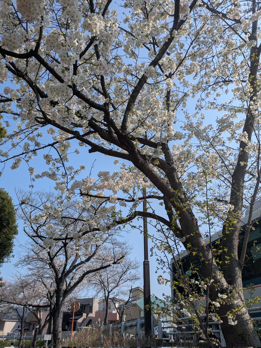 水元公園の桜、七分咲きくらいでした。来週水曜あたりチャンスかなー