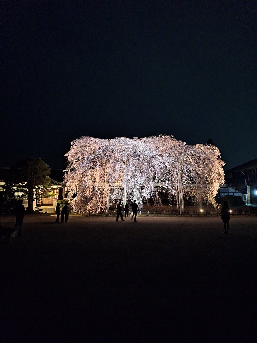 杵原学校の枝垂れ桜
#桜　#飯田市　#南信州