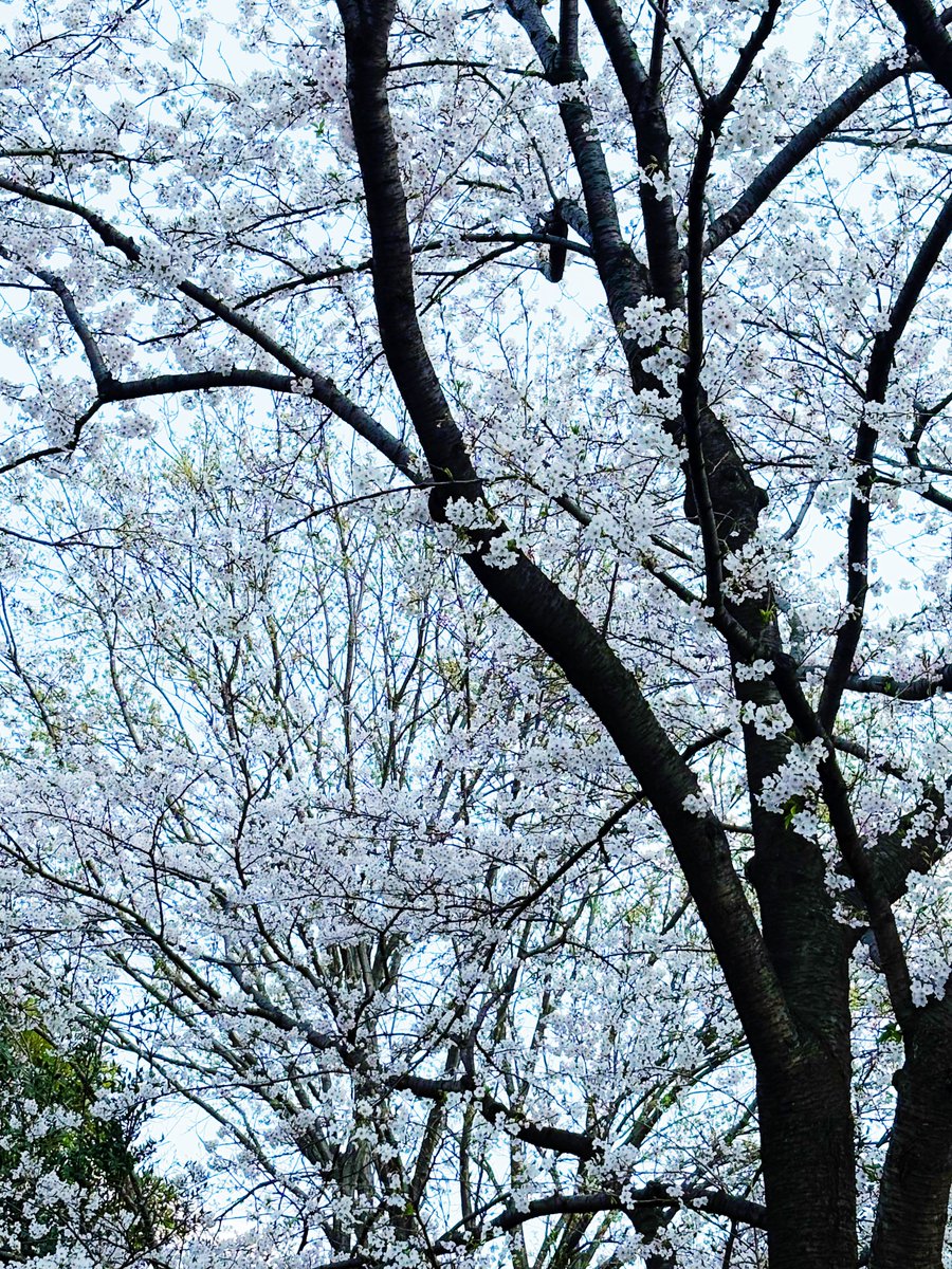 たかっくす tweet media