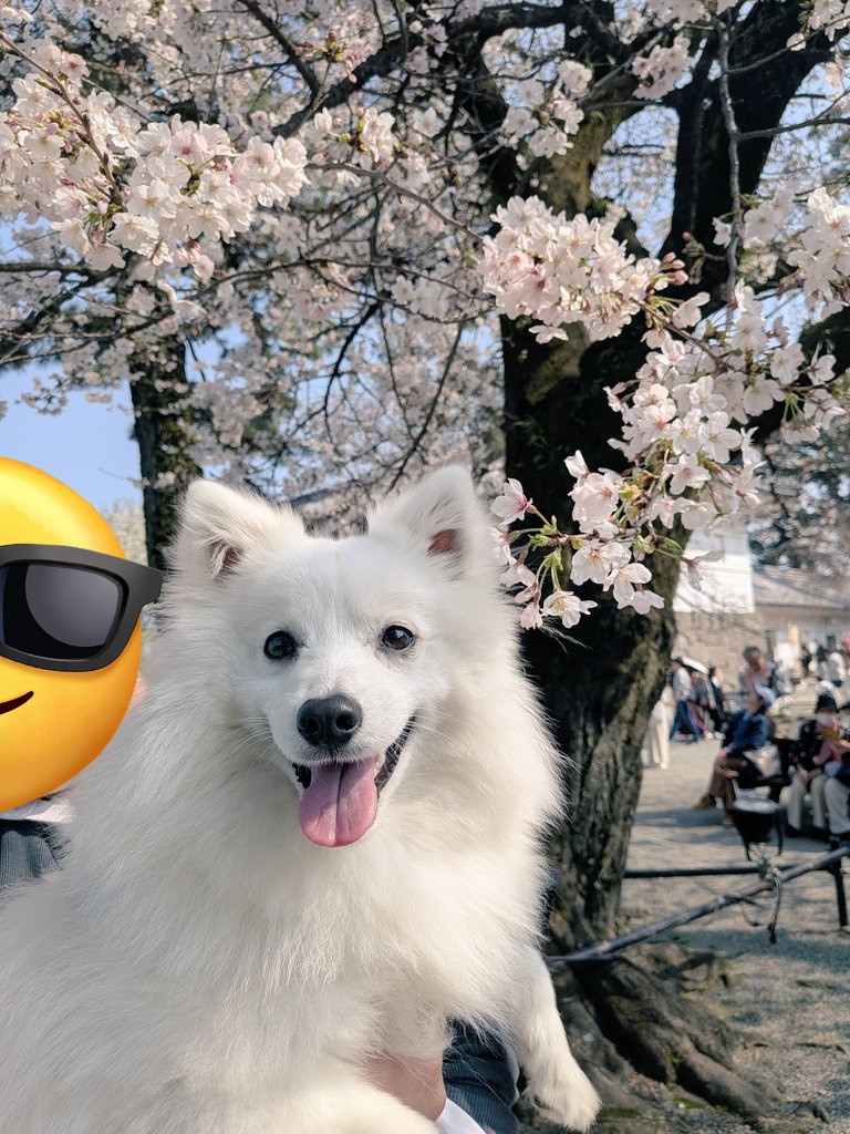 noel0702_spitz's tweet photo. お花見にいってきたよ〜！！！
満開は来週かな？？
でもきれいだった〜！！！

#日本スピッツ
#いぬのいる暮らし https://t.co/EDUlabv6U6