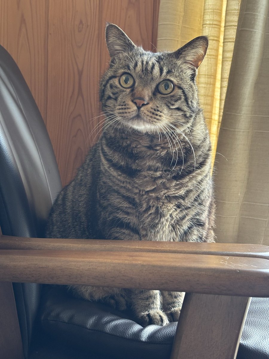 キジトラ虎三郎 tweet media