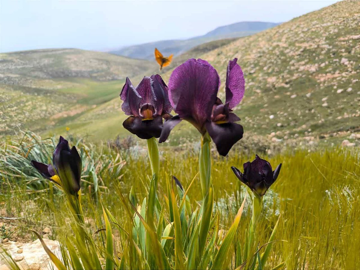 Israel ישראל tweet media