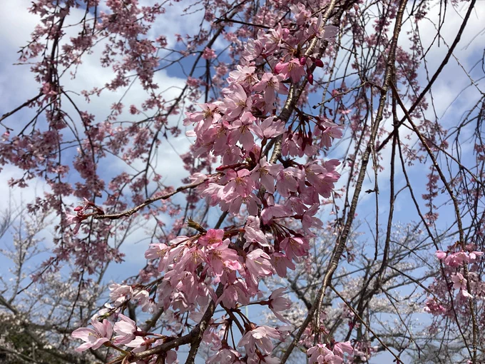 久し振りに衣笠山公園登ったです。