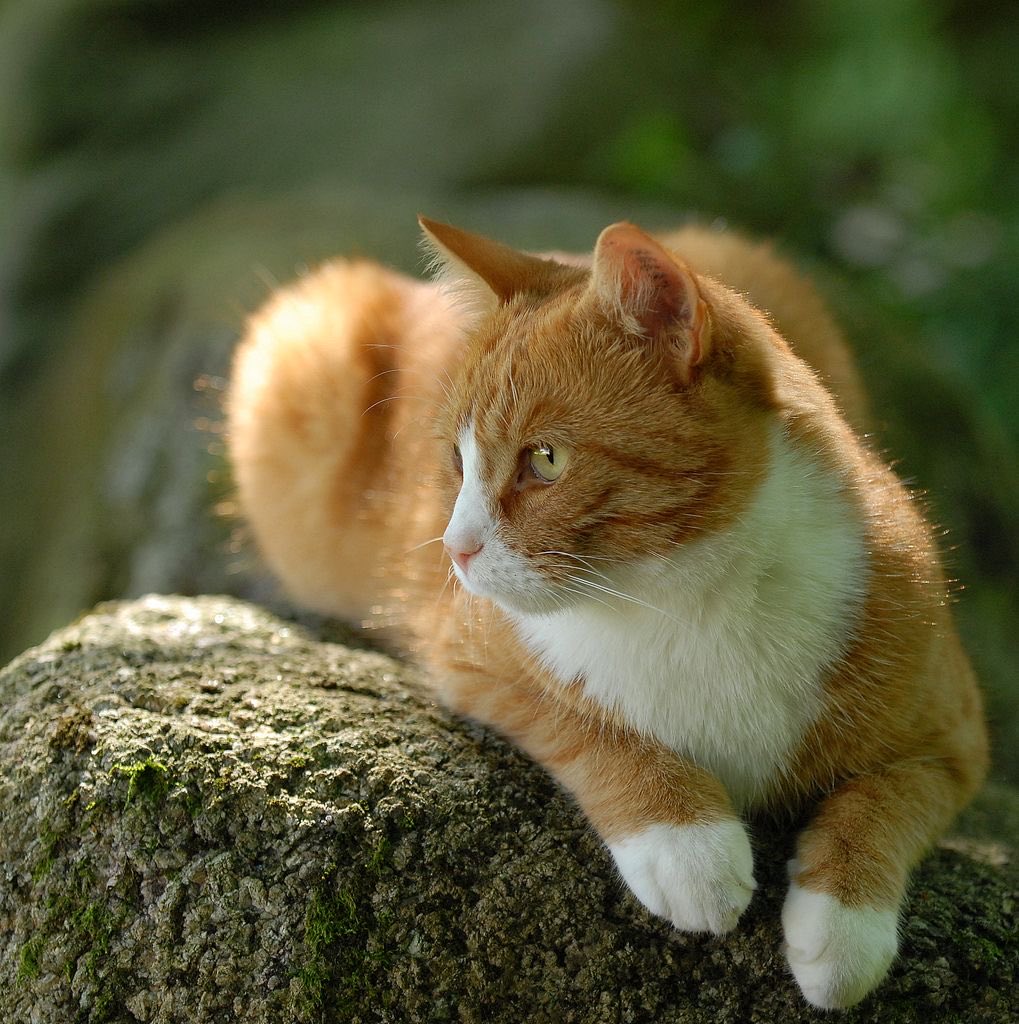 Stylo Bic 535 tweet media