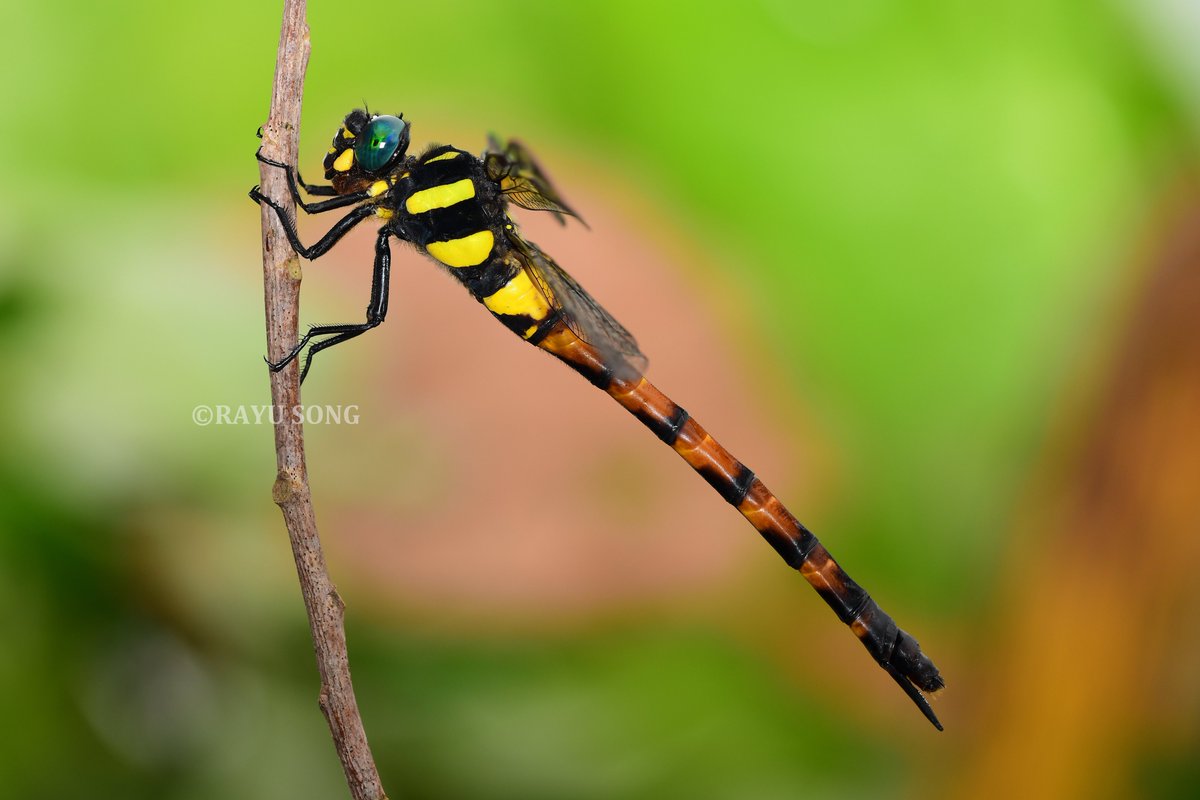 RayuSong's tweet photo. 金斑圆臀大蜓Anotogaster klossi，雌性。 https://t.co/r9KVXzgZsK