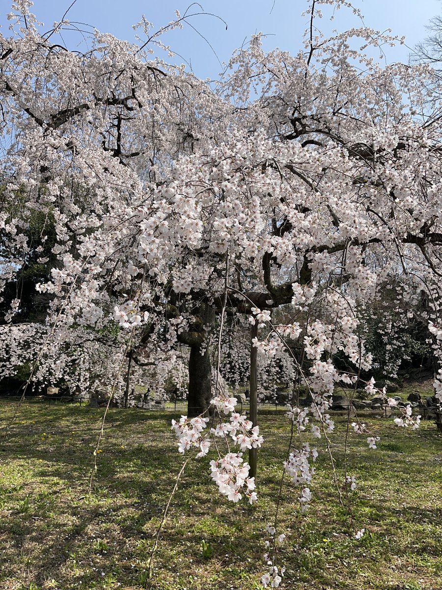 tsukushi100's tweet photo. 京都御苑の糸桜が満開🌸
まだこれから咲く種類もあるから、来週も楽しめそう。 https://t.co/myUaM8kAgJ