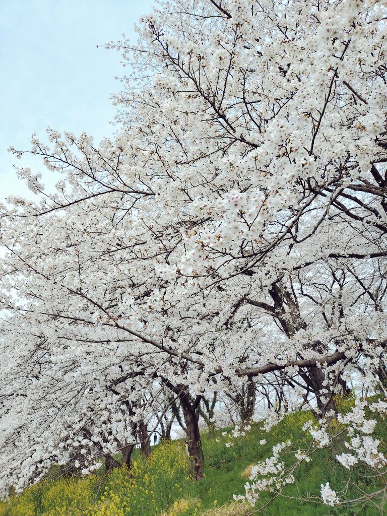 ひより tweet media