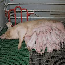 Boneduck tweet media