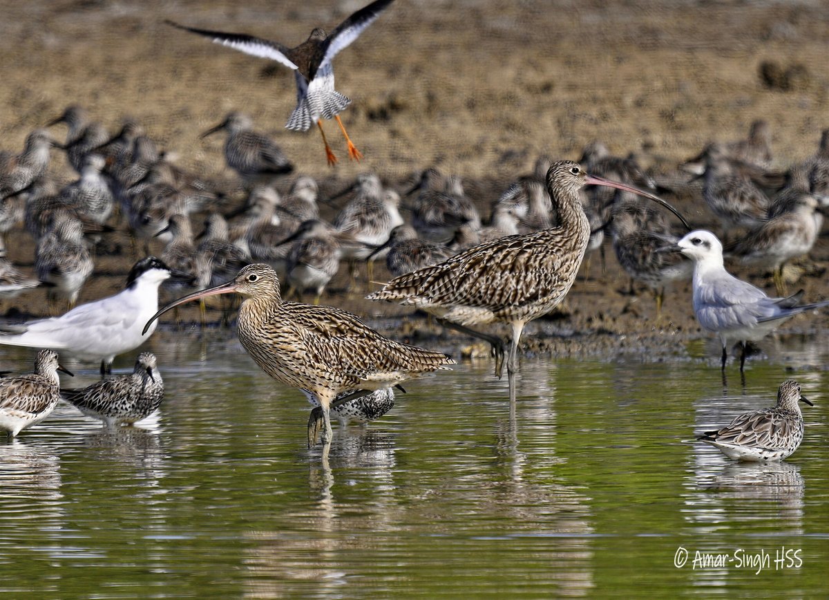 Amar-Singh HSS tweet media