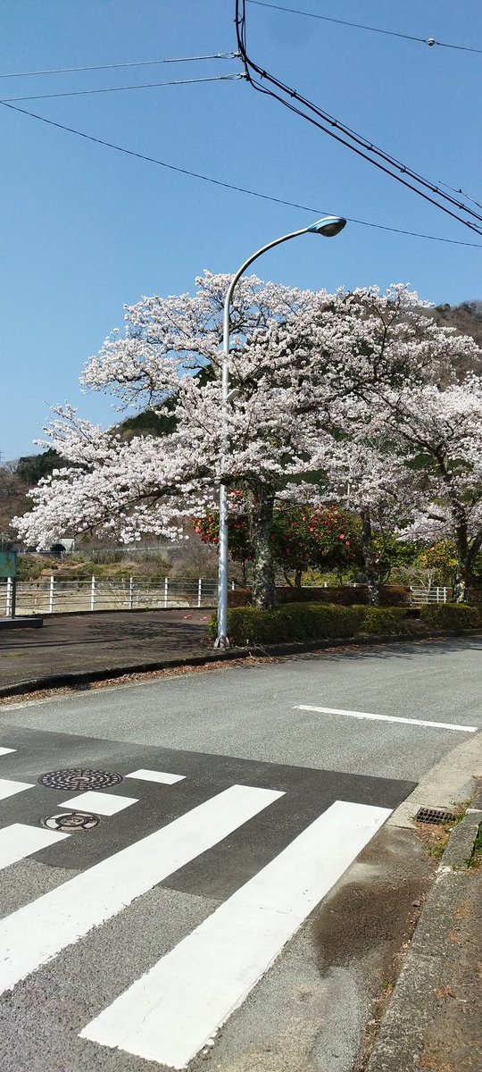 yyyouzo's tweet photo. 下山してきたら、すれ違ったおじさんに「ずいぶん早いですね！」と驚かれたので、「出発が早かったので！」と答えたのですが、考えてみたら当たり前のことを答えてしまった。「夜中に目が覚めちゃって…」とか言えばよかった。で、次からそう言われたら、元気よく「朝活です！！」と答えることにする。 https://t.co/SPe98URgVa