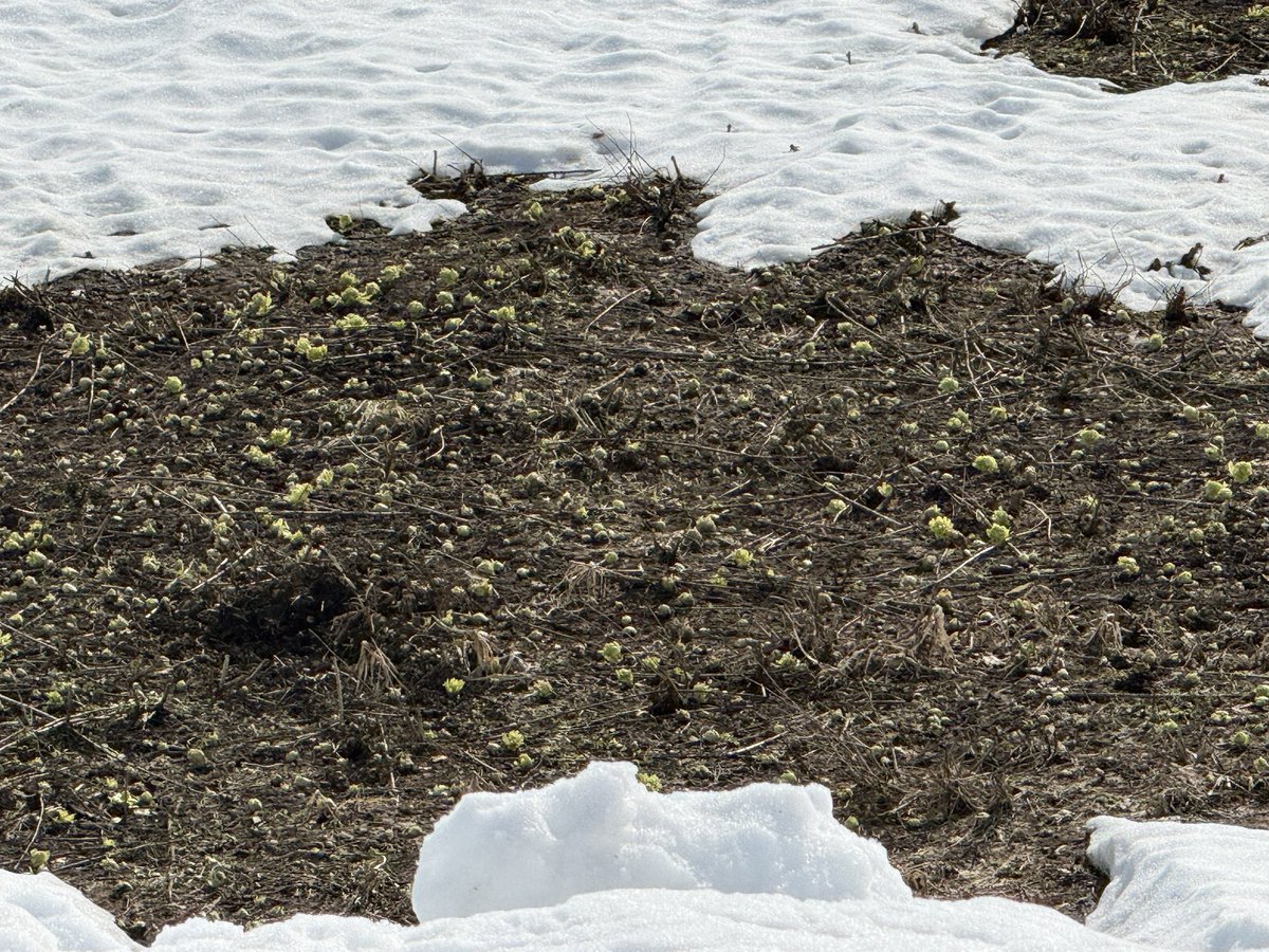 Nowloading....Rollie tweet media