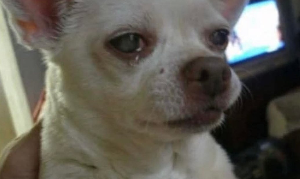 Mr Smeg Zim tweet media