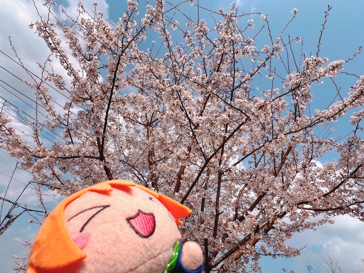 ひほれ tweet media