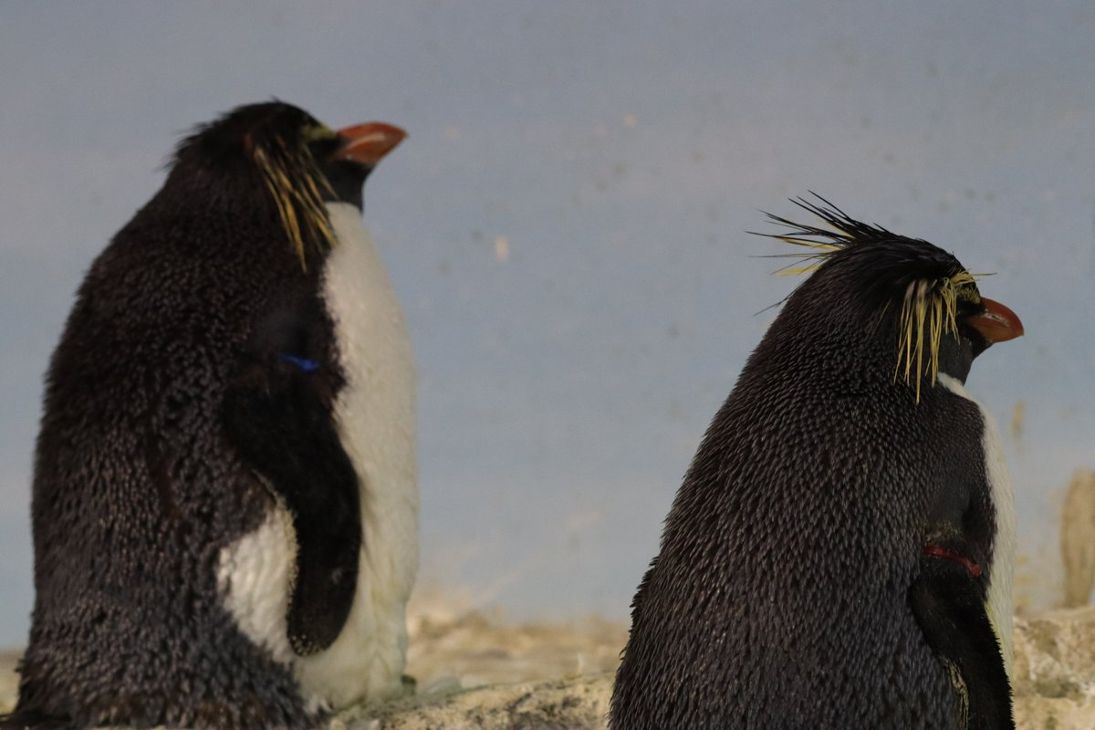 NagasakiPengin's tweet image. ミナミとキタの後ろ姿を見比べてみましょう
#長崎ペンギン水族館 #penguin #aquarium
#長崎 #長崎観光 #水族館 #ペンギン
#ミナミイワトビペンギン #キタイワトビペンギン