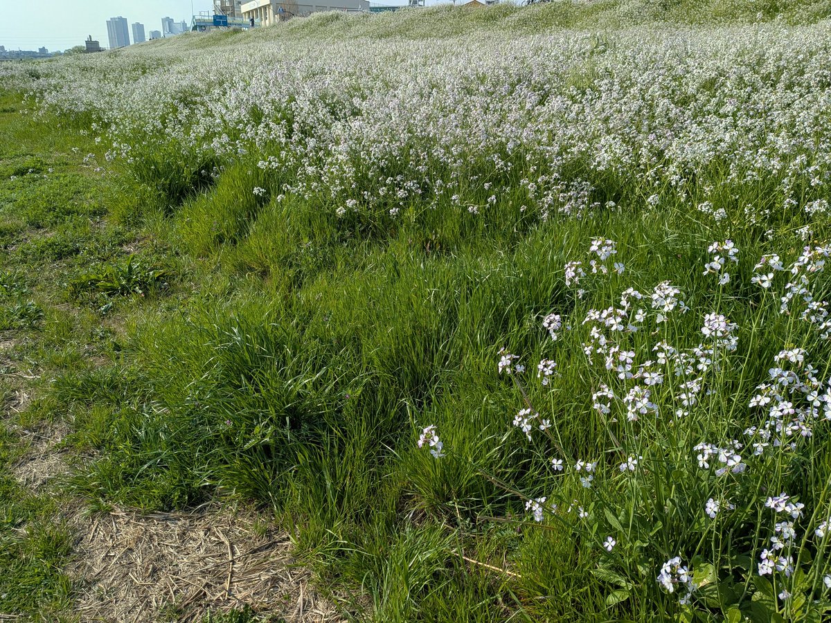 オヒョウどん tweet media