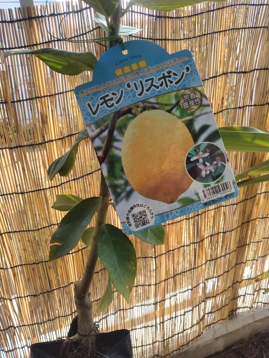 木内太郎 tweet media