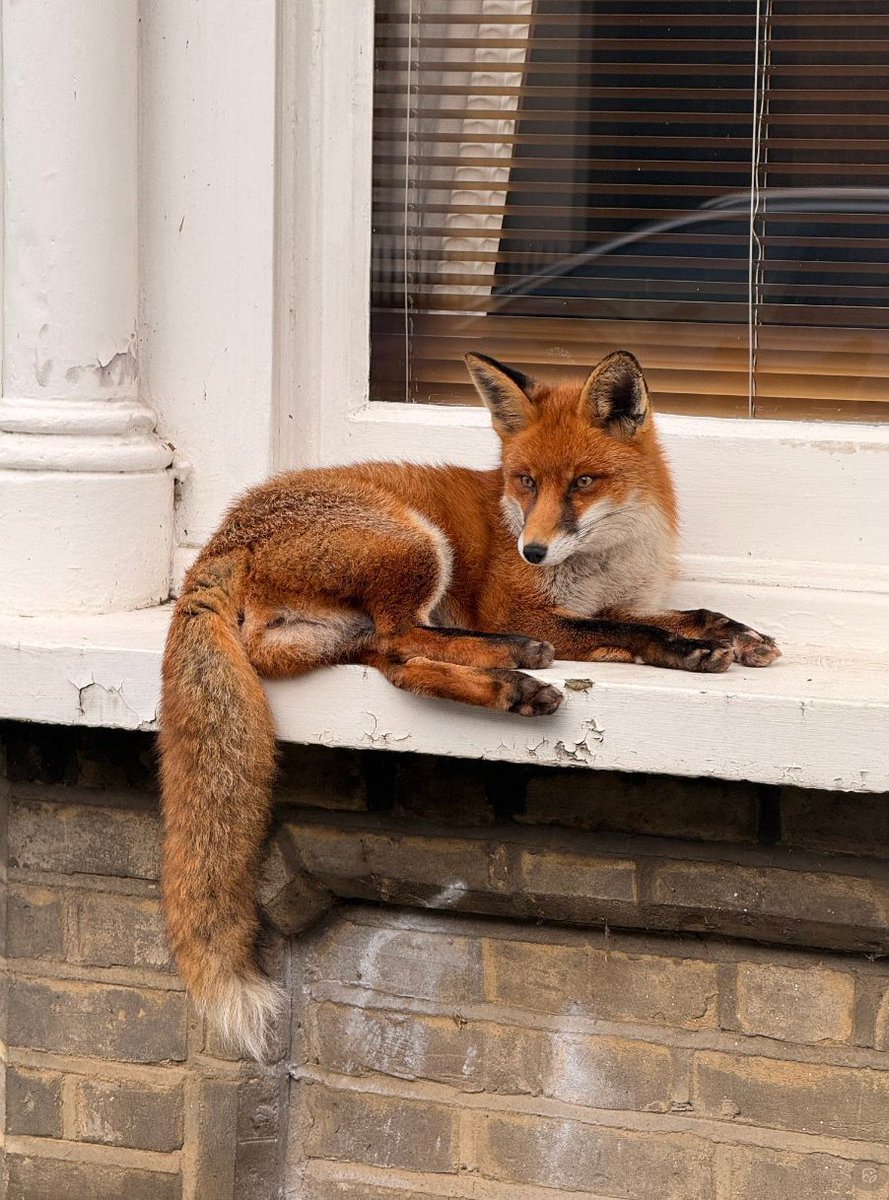 Chris Packham tweet media