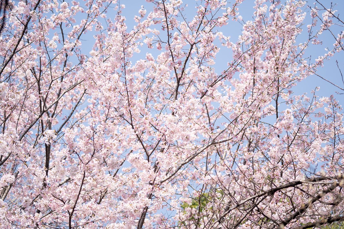 GunmaFlowerPark＋【公式】（ぐんまフラワーパークプラス） tweet media