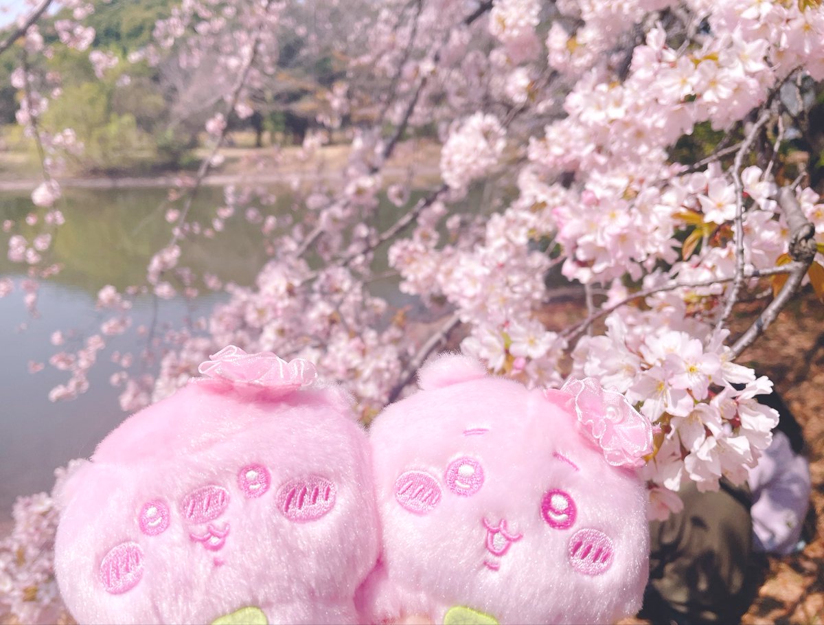 シャケ tweet media