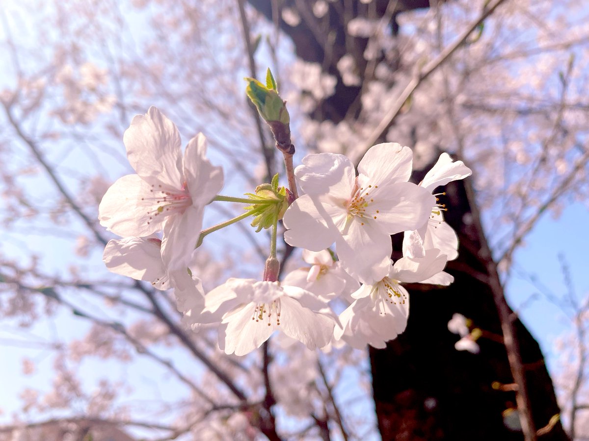 シャケ tweet media