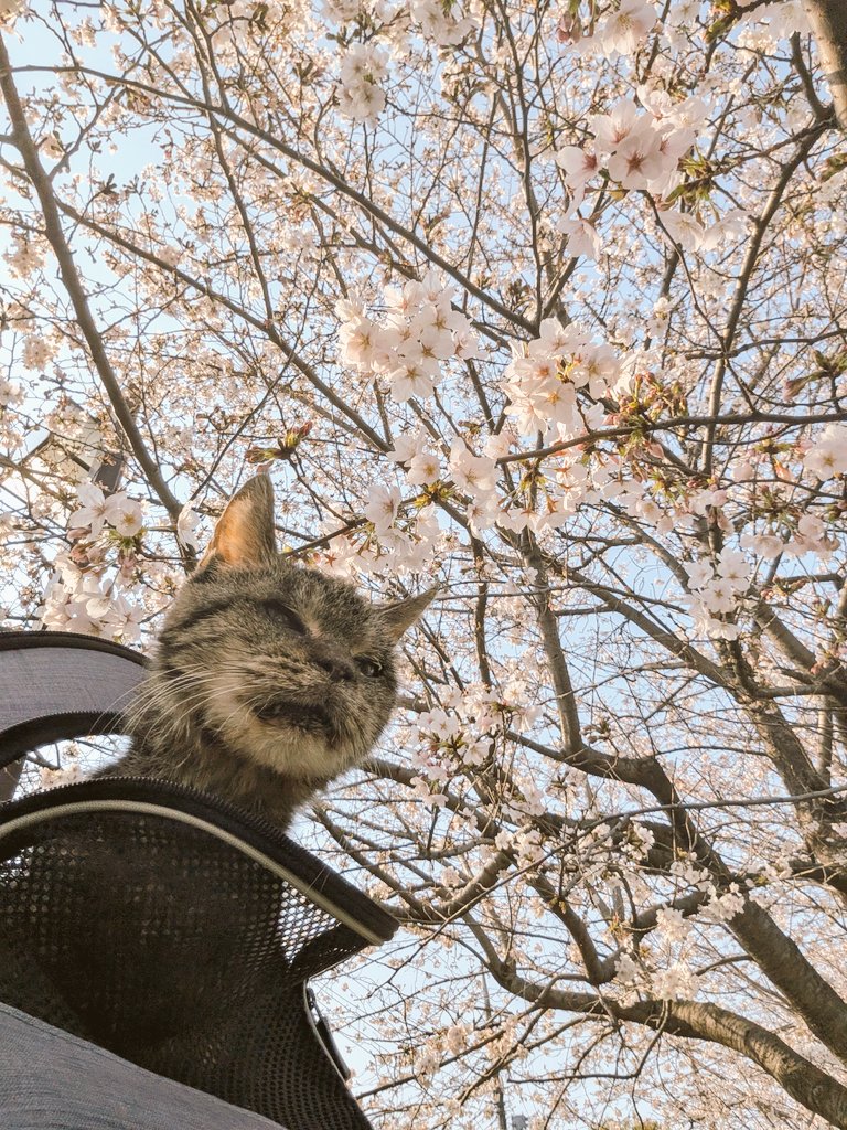 こいん ♥️♥♥🖤 🟢🟢⚫️ tweet media