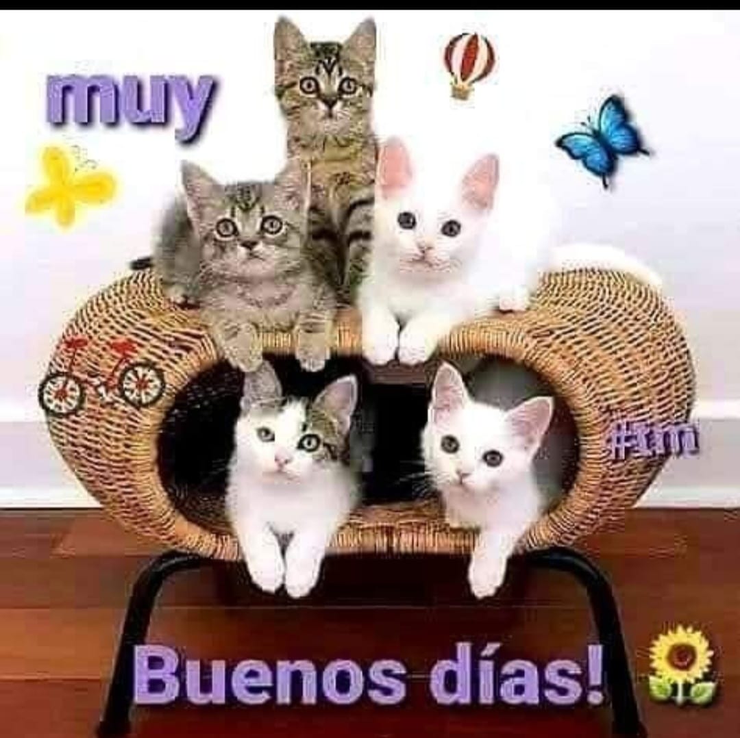 Carmen Montenegro tweet media