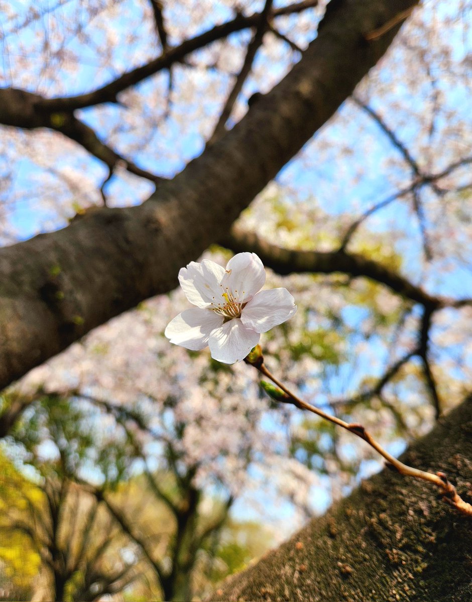 杏仁ココ tweet media