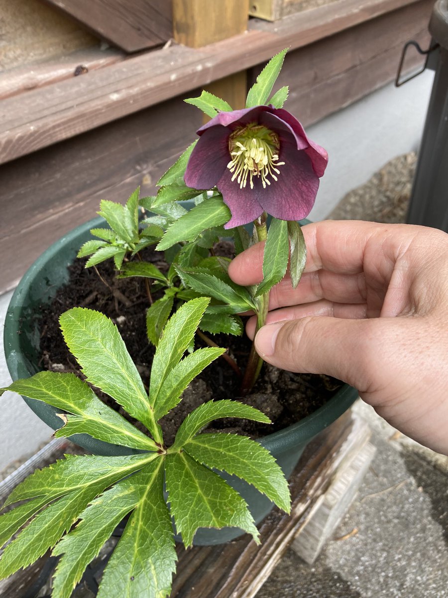 トリバルウ tweet media