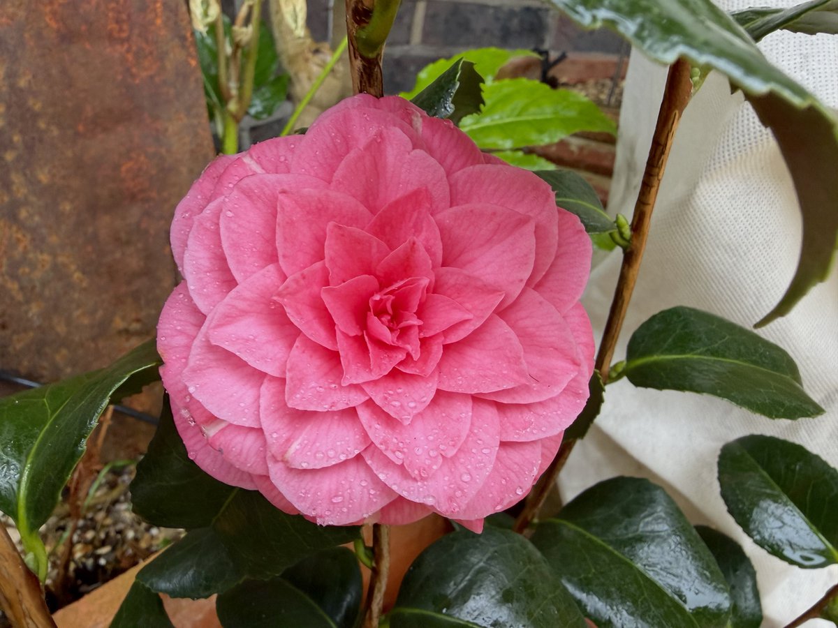 Driftwood By Sea tweet media