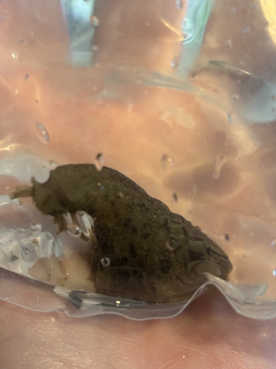 桜@ポンコツ看護師 tweet media