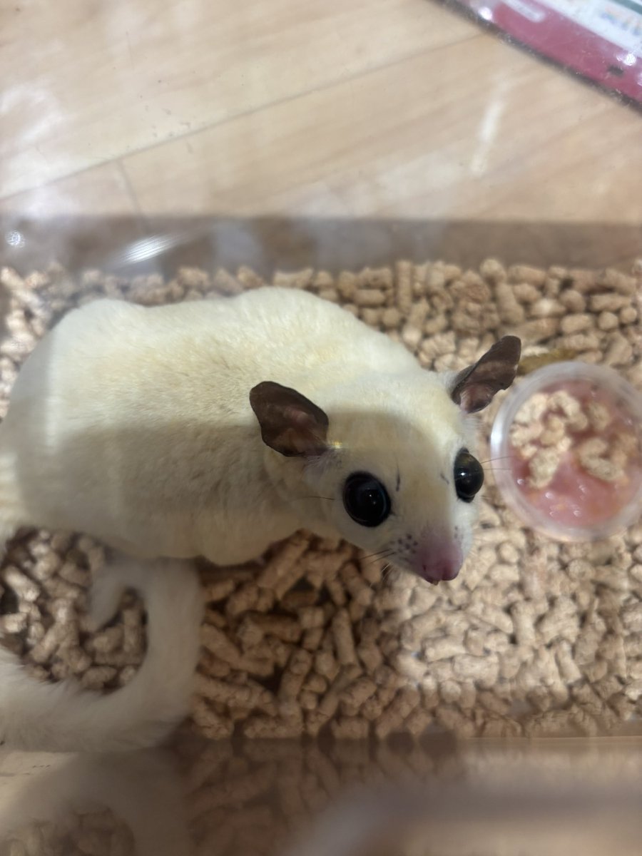 桜@ポンコツ看護師 tweet media