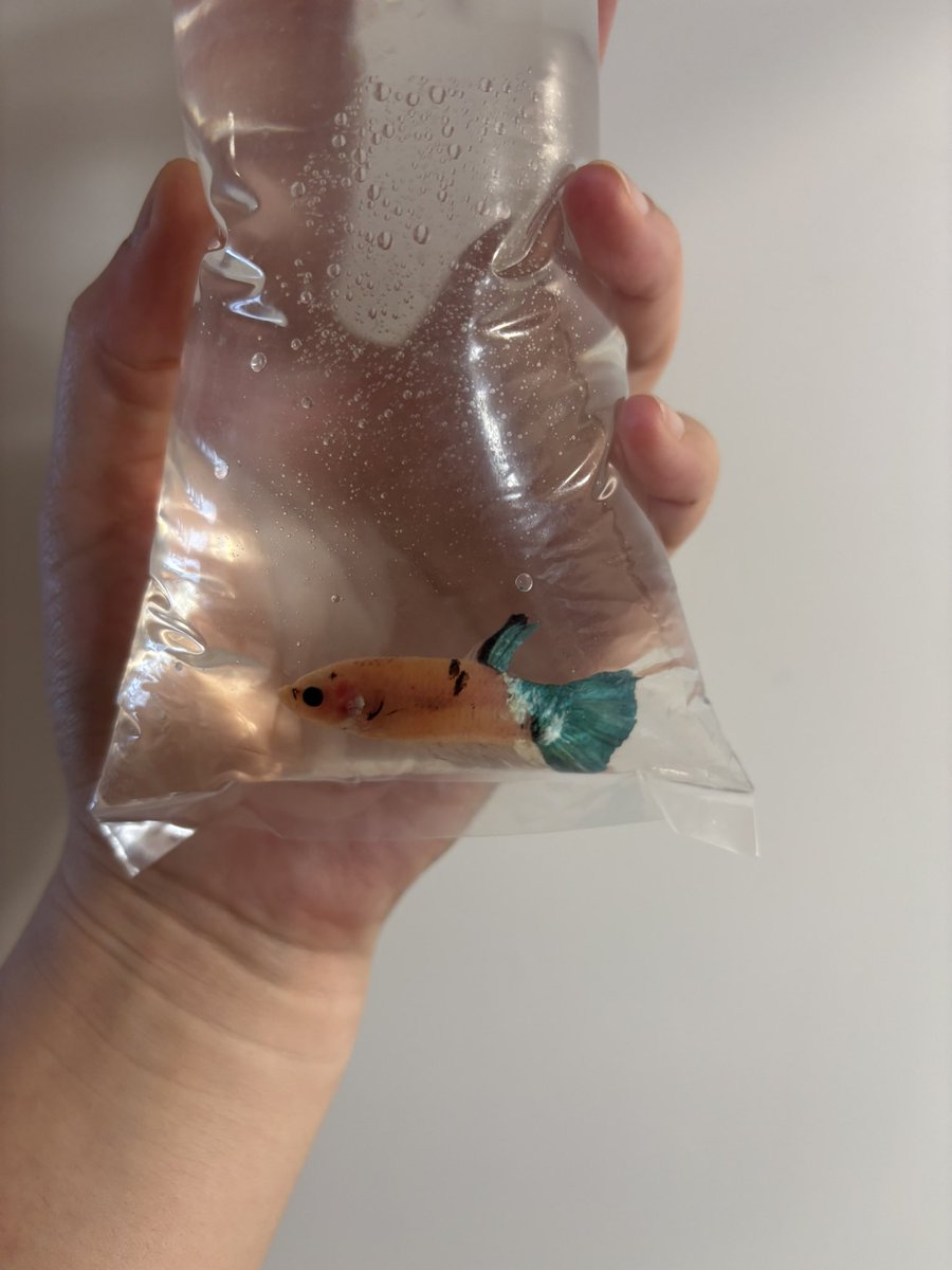 桜@ポンコツ看護師 tweet media