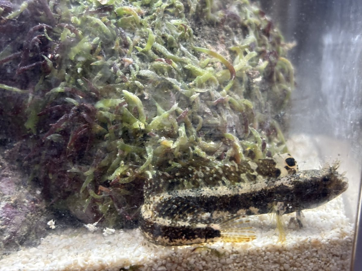 桜@ポンコツ看護師 tweet media