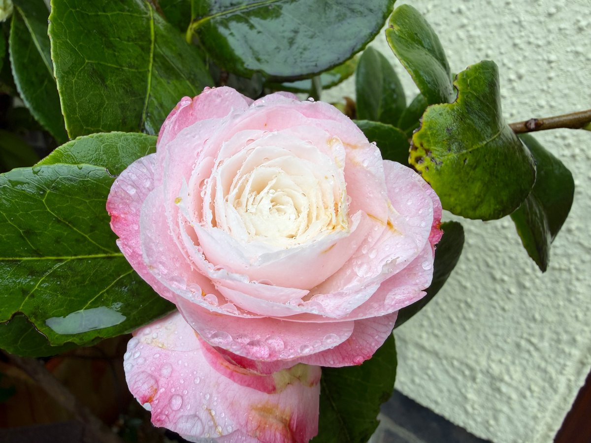 Driftwood By Sea tweet media