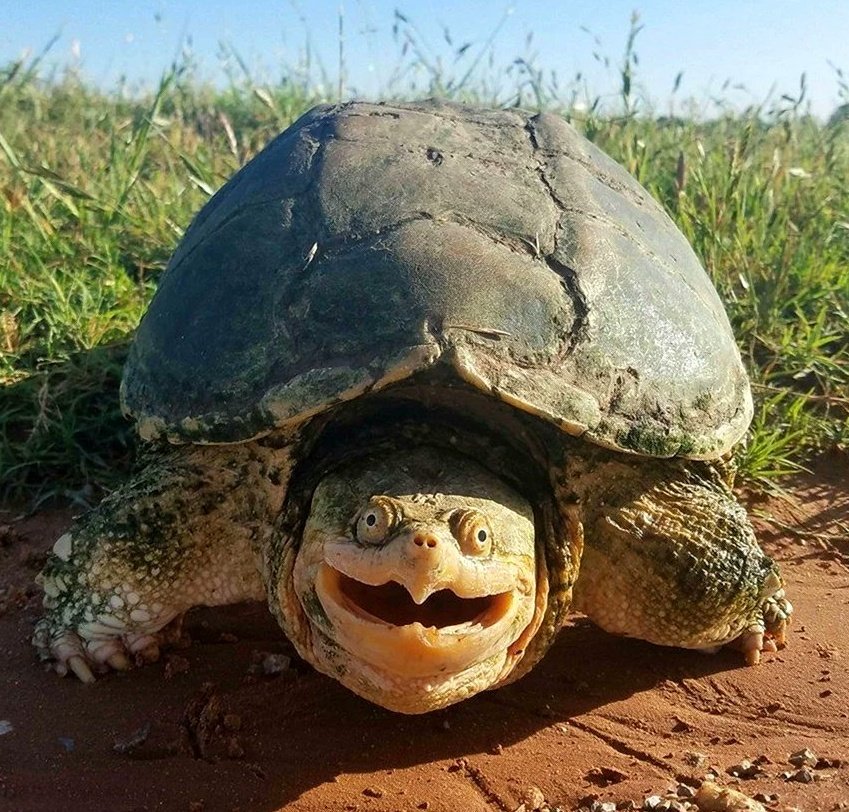 Васи́ль Кук 🇺🇦 tweet media