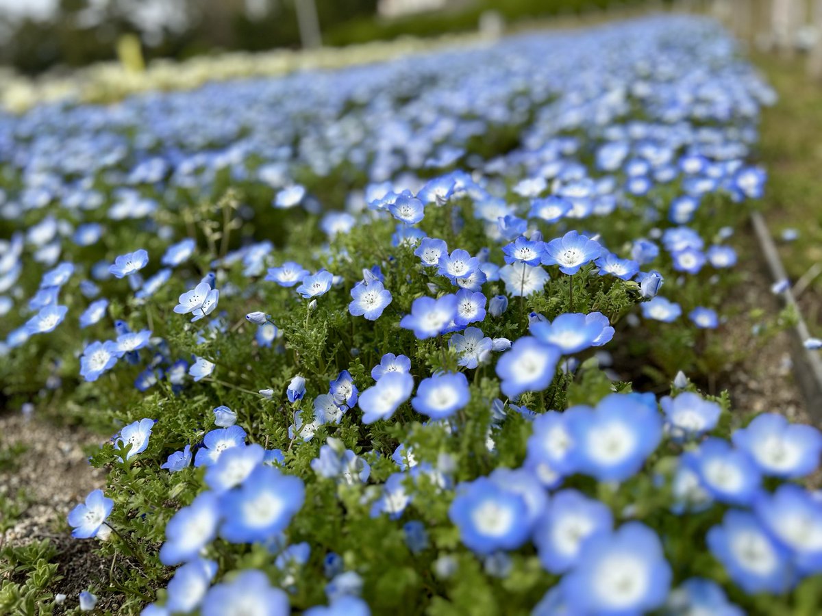 暮夜（ぼや） tweet media